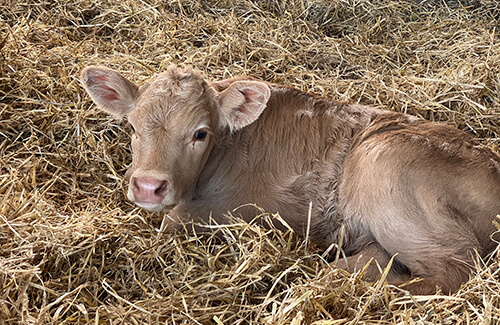 Bedding Suppliers in Shrewsbury, Shropshire ACE Farm Supplies